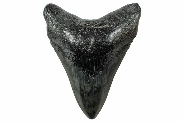 Fossil Megalodon Tooth - South Carolina #265040
